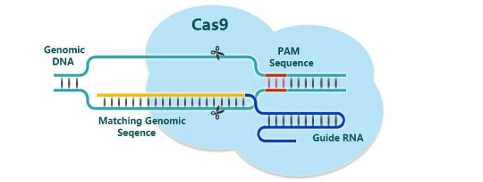 基因编辑crispr-cas9研究获新成果