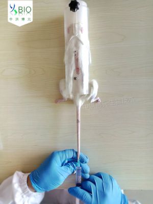 大鼠尾静脉注射图